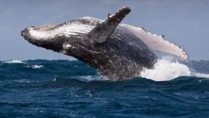 Zionist-American Aggression Threatens Marine Life: Scientists Warn of Whale Collisions Due to Red Sea Crisis
